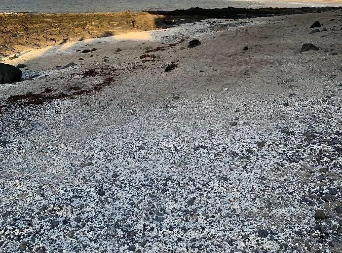 El Puertito By Tor Appartement